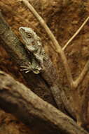 Image of Frilled Lizard