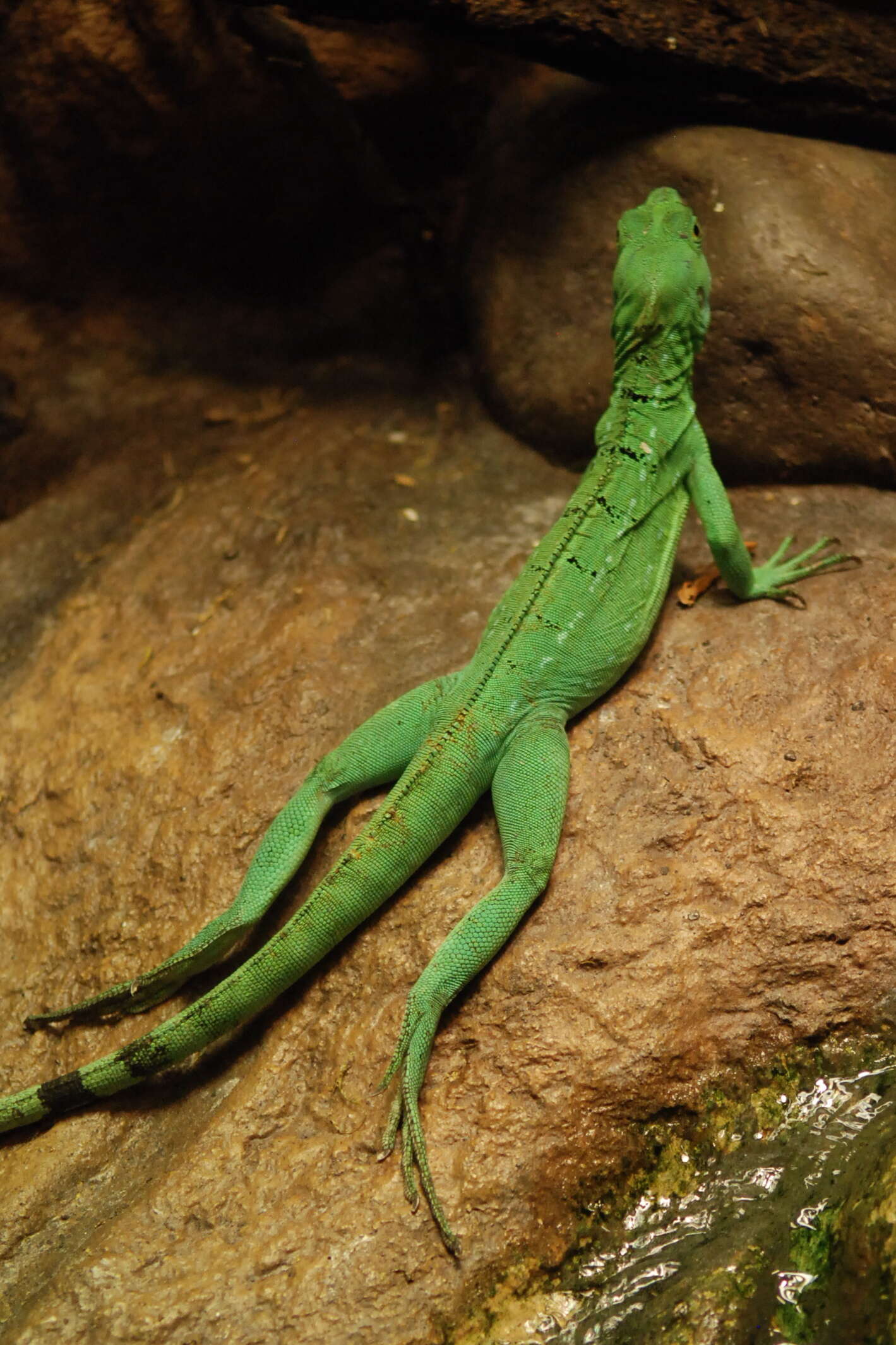 Image of Green Basilisk