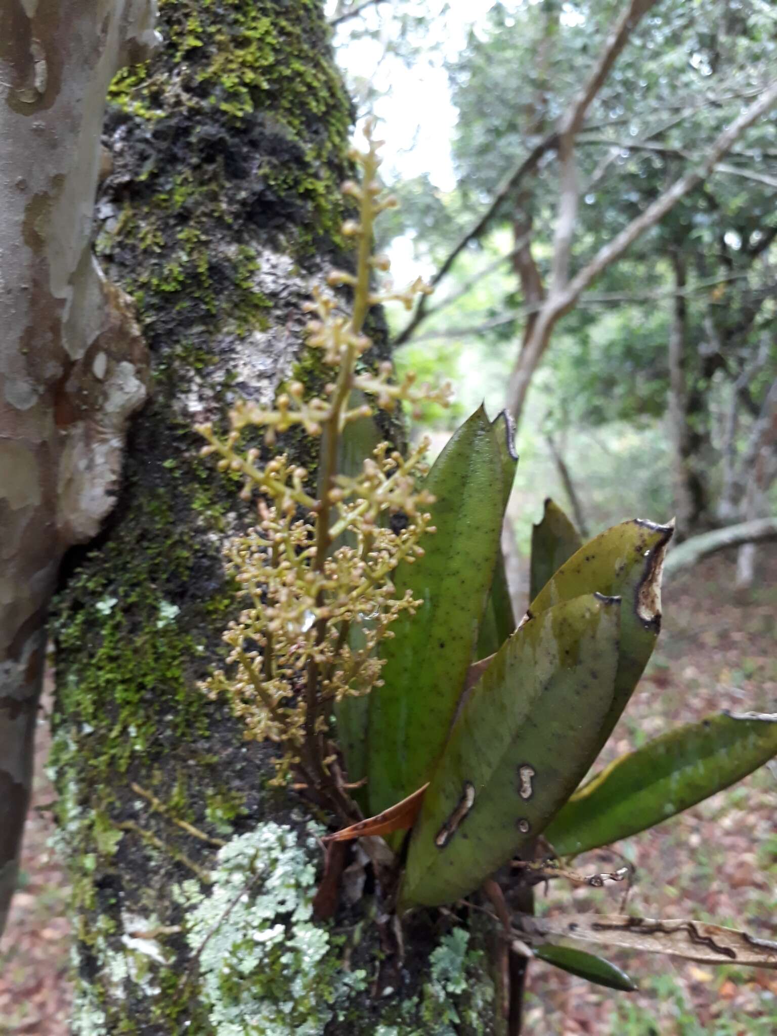 Image de Trichocentrum pumilum (Lindl.) M. W. Chase & N. H. Williams