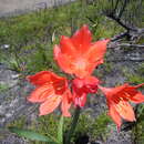 Image of George lily, Scarborough lily