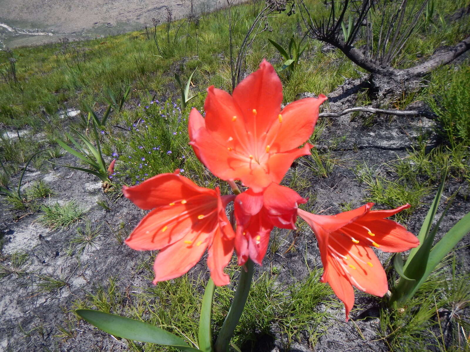 Image of George lily, Scarborough lily