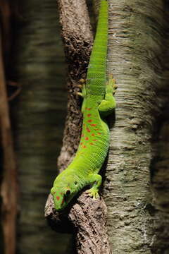 Plancia ëd Phelsuma madagascariensis Gray 1831