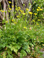 Ranunculus bulbosus L.的圖片