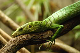 Image of Emerald Monitor