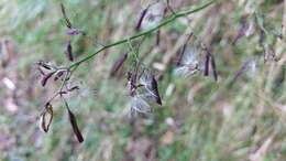 Image of Paraprenanthes melanantha (Franch.) Ze H. Wang