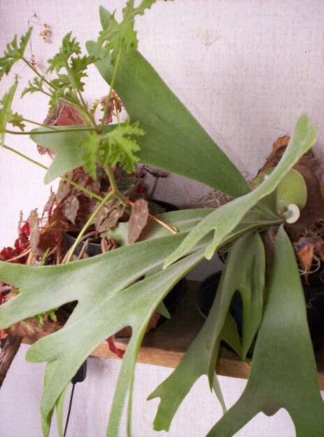 Image of elkhorn fern