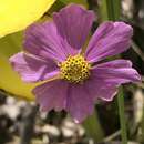 صورة Coreopsis nudata Nutt.