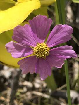 Image of Georgia Tickseed