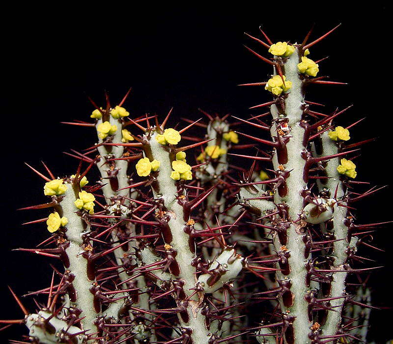 Imagem de Euphorbia aeruginosa Schweick.