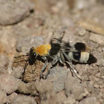 صورة Psorthaspis formosa (Smith 1862)