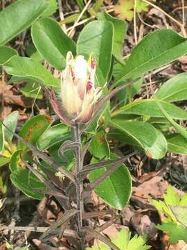 Image of Castilleja pallida subsp. pavlovii (Rebr.) A. & D. Löve