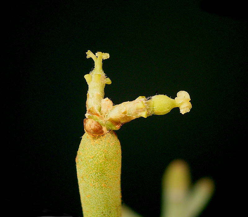 Image of Euphorbia fiherenensis Poiss.