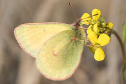 Imagem de Colias canadensis Ferris 1982