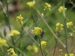 Image de Ctenucha vittigerum Blanchard 1852