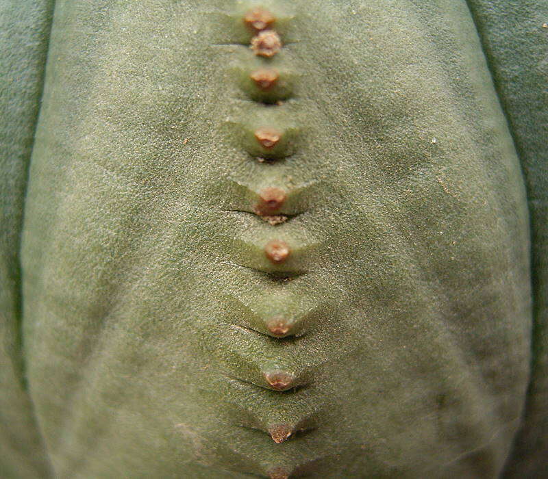 Image of Euphorbia obesa Hook. fil.