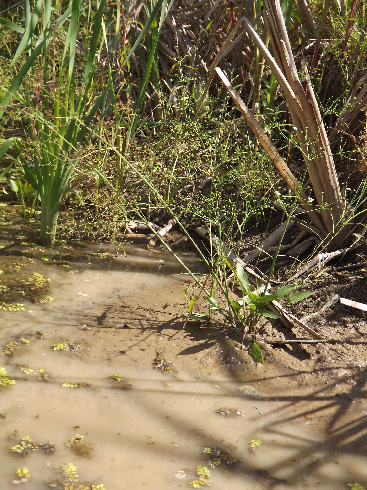 Image of Alisma plantago-aquatica subsp. orientale (Sam.) Sam.