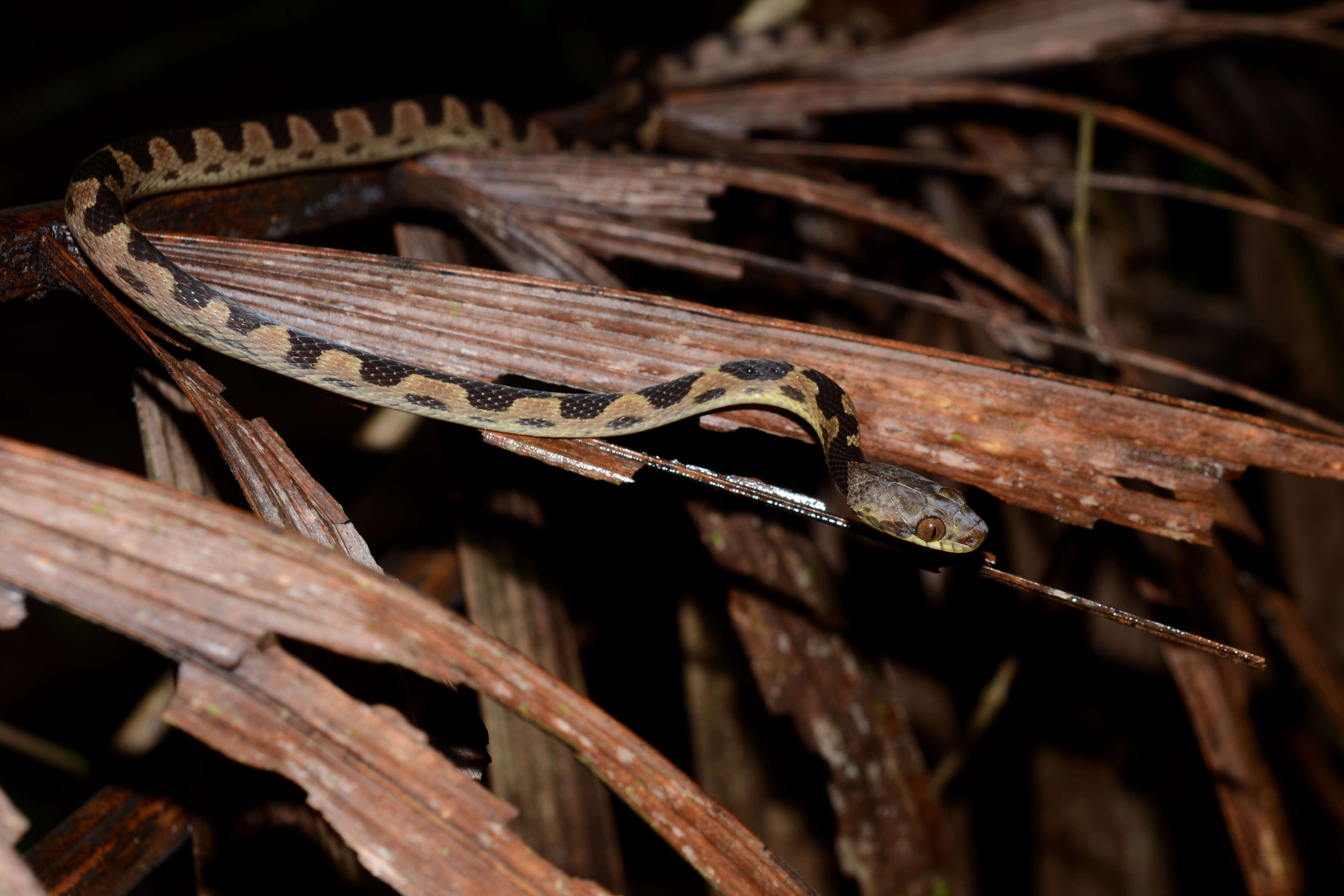 Image of cat-eyed snakes