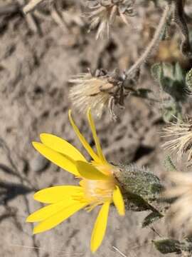 Imagem de Heterotheca villosa var. minor (Hook.) J. C. Semple