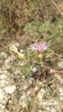 Слика од Centaurea cristata Bartl.