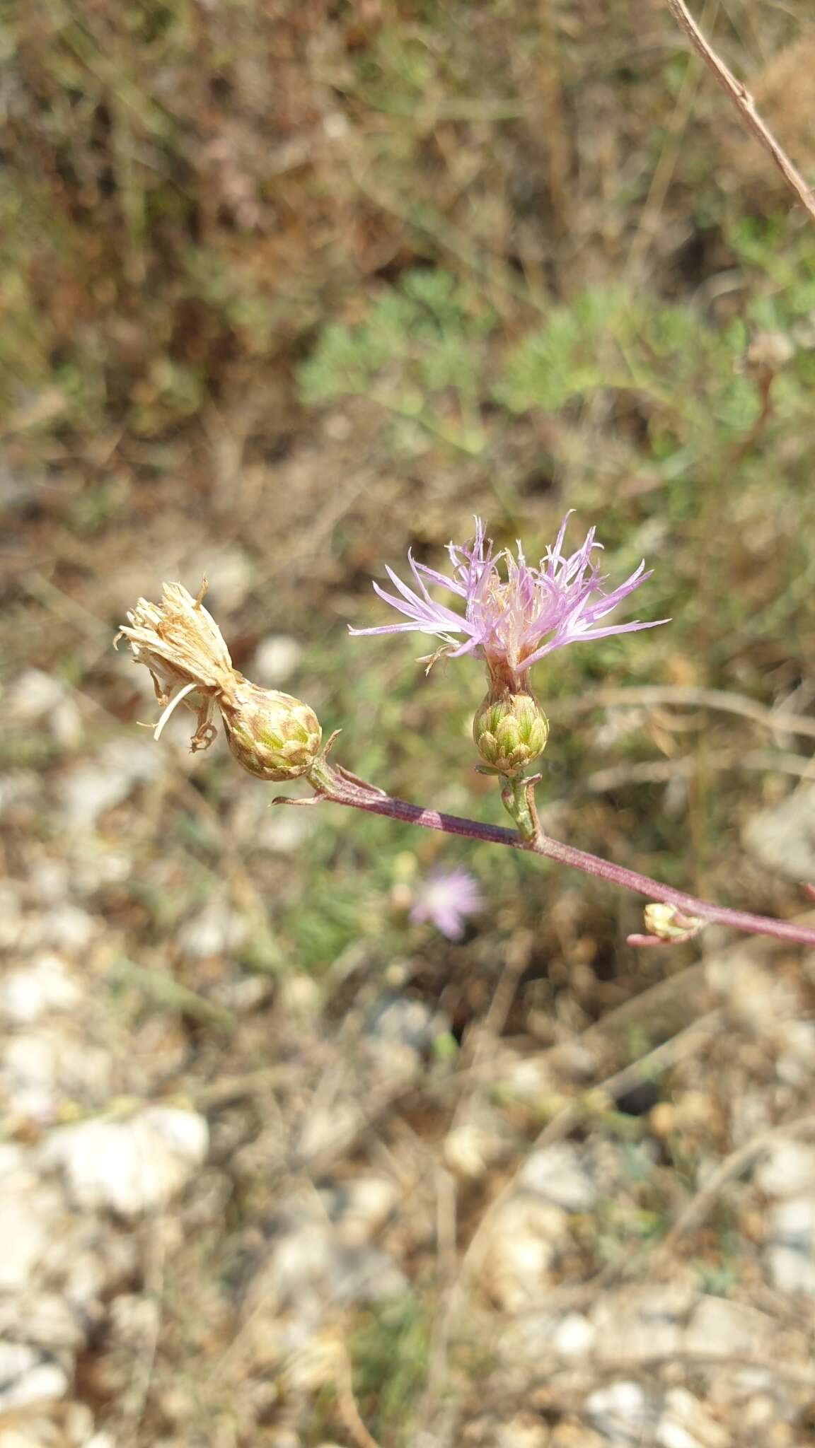 Слика од Centaurea cristata Bartl.