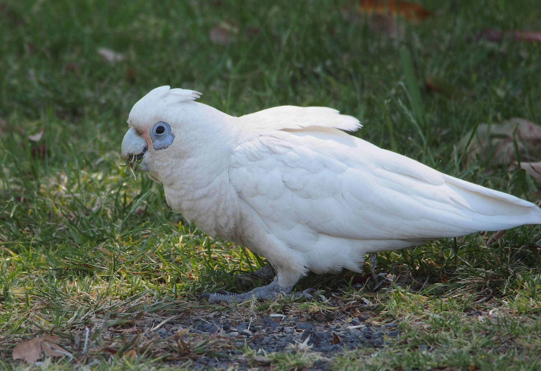 Image of Little Corella