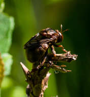 Image of Microdon abditus Thompson 1981