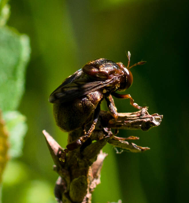 Image of Microdon abditus Thompson 1981