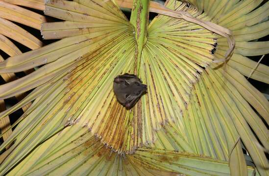 Image of greater short-nosed fruit bat