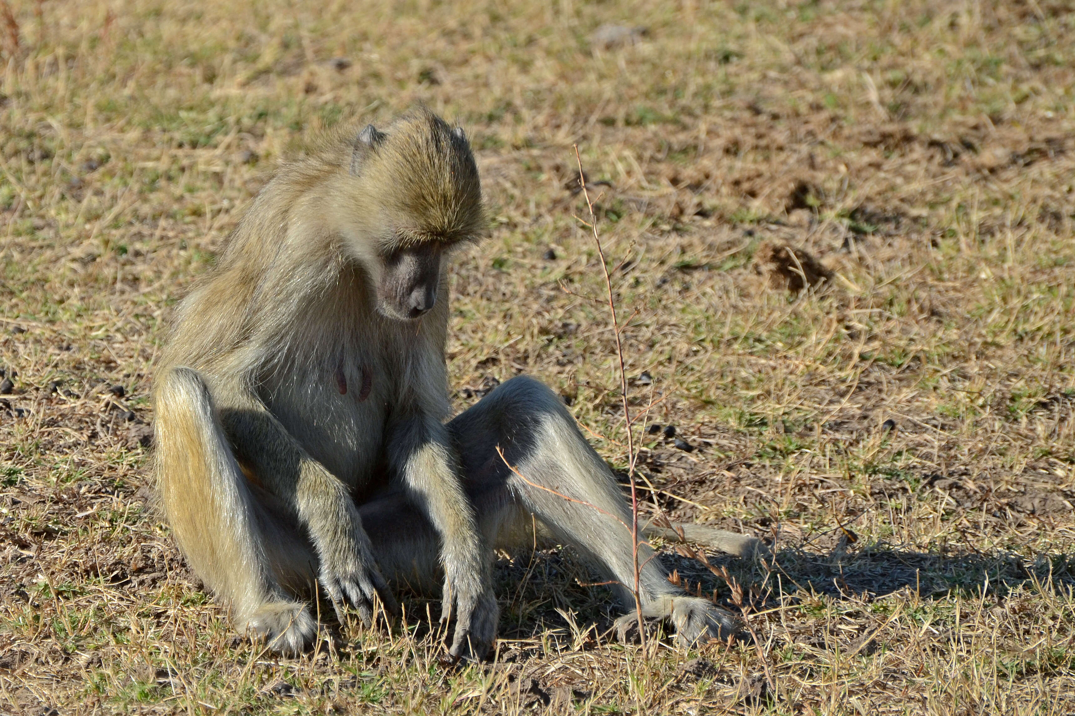 Image of Yellow Baboon