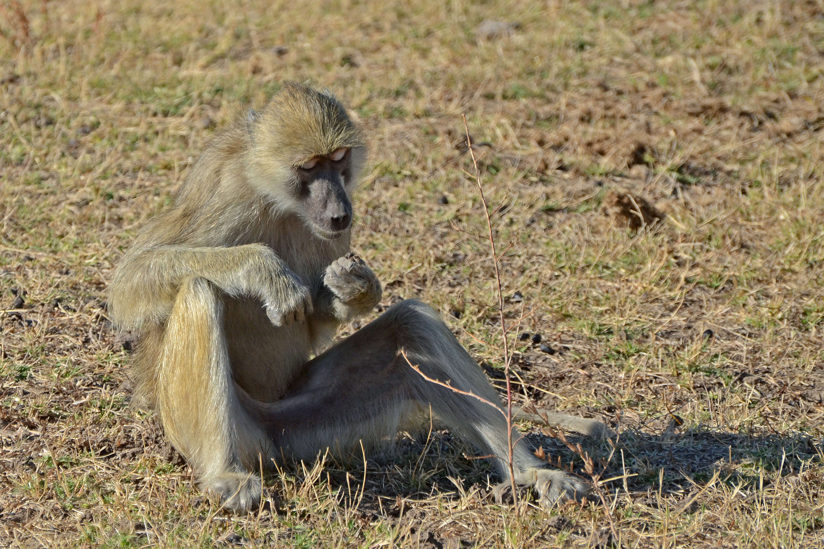 Image of Yellow Baboon