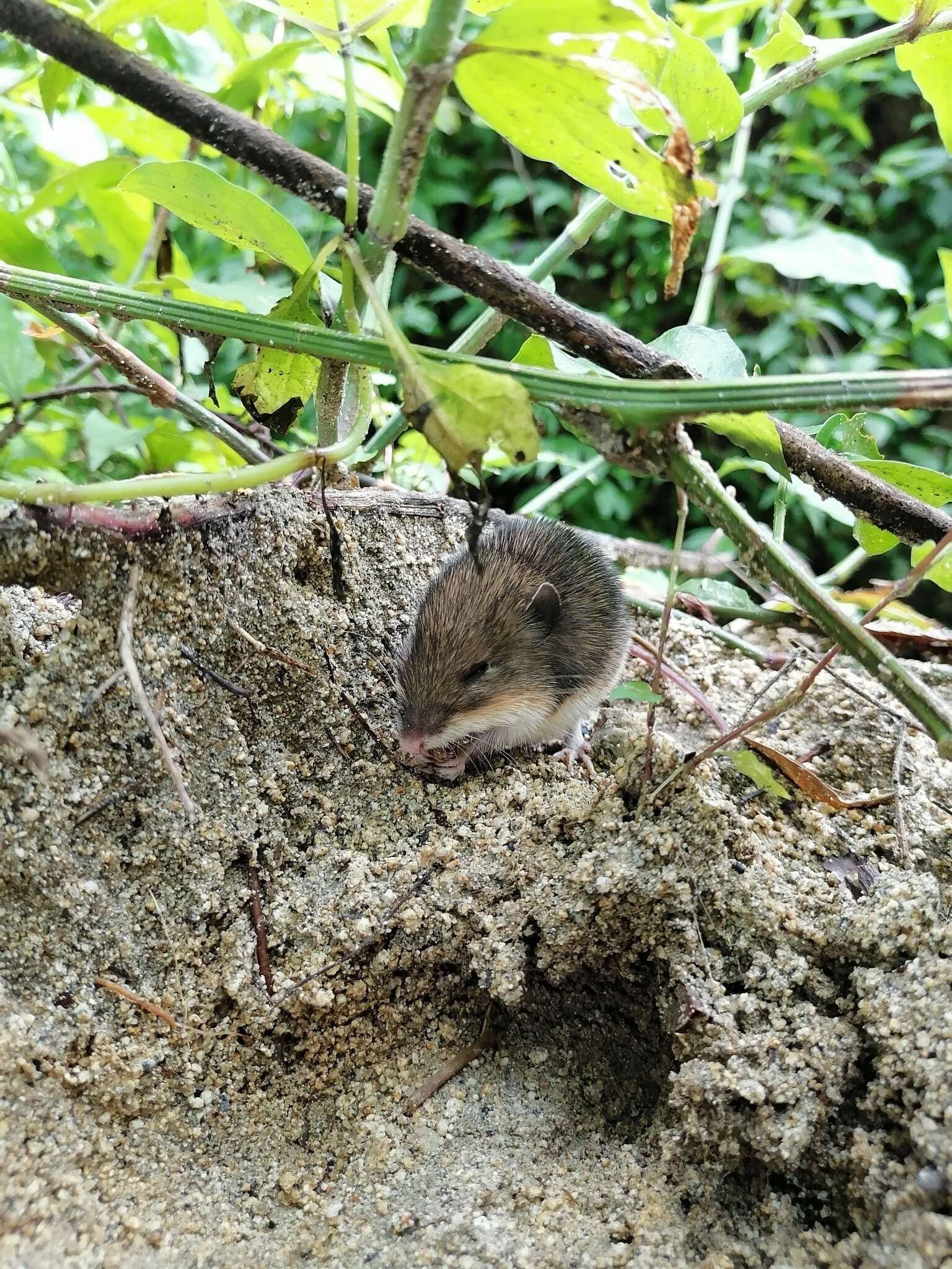 Слика од Heteromys pictus (Thomas 1893)