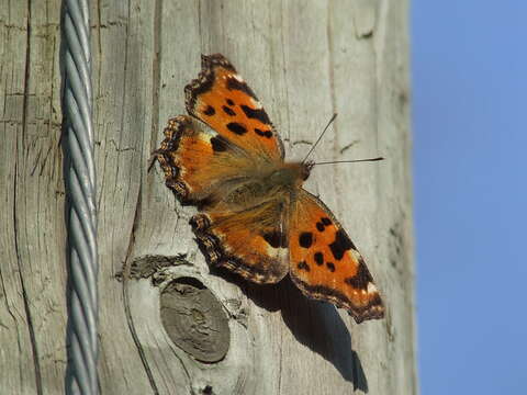 Image of large tortoiseshell