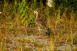 Image of Double-striped Thick-knee