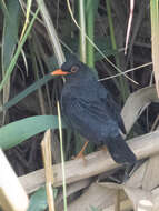 Image of Turdus simillimus kinnisii (Blyth 1851)