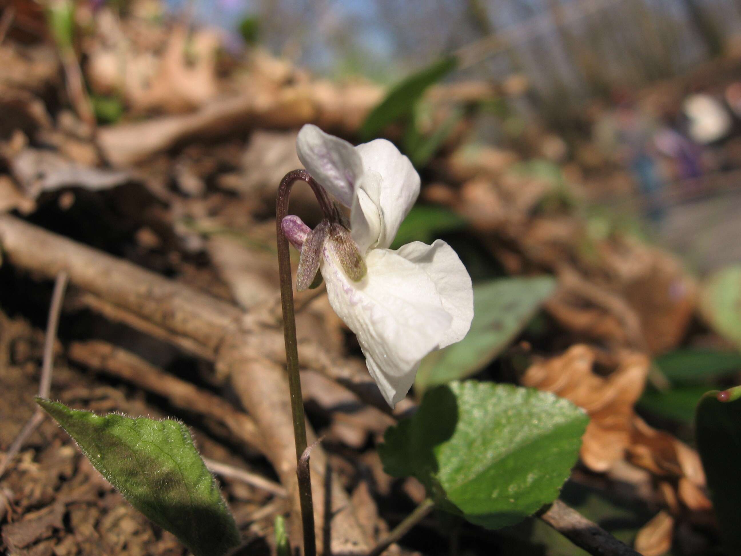 Image of White Violet