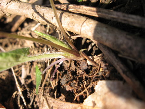Image of White Violet
