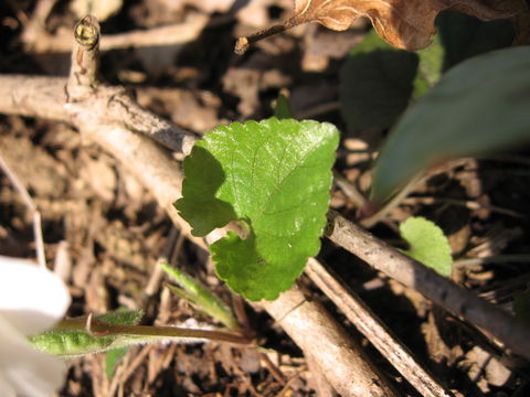 Image of White Violet