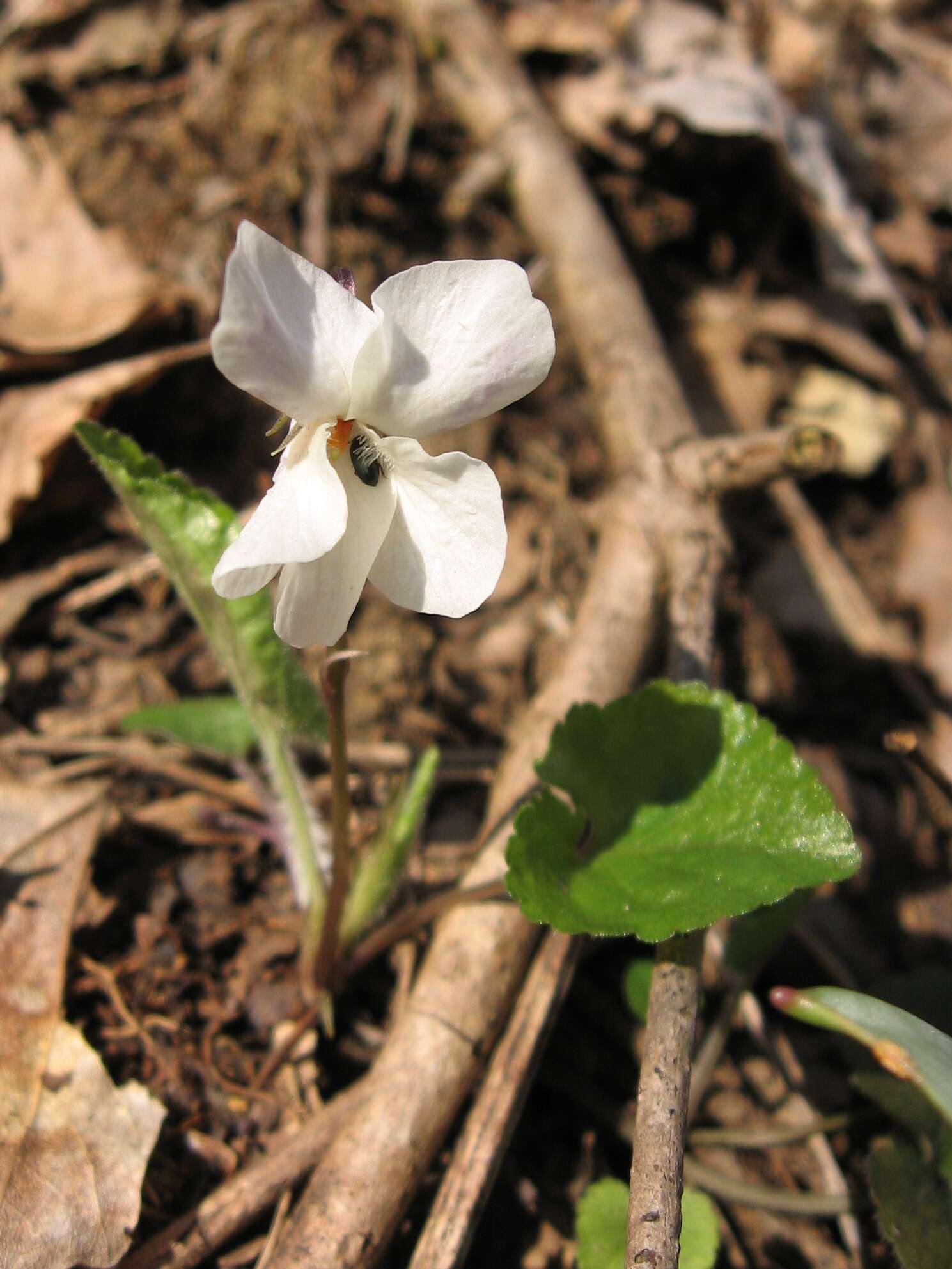 Image of White Violet