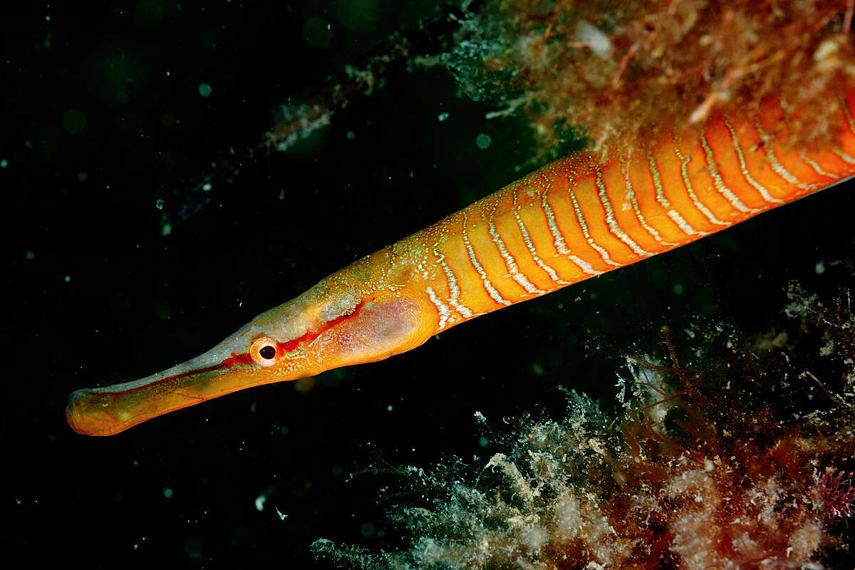 Image of Entelurus