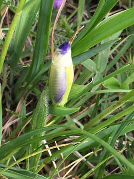 Image of Iris graminea L.