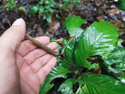 Image of Anthurium croatii Madison