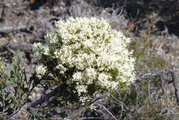 صورة Hakea auriculata Meissn.