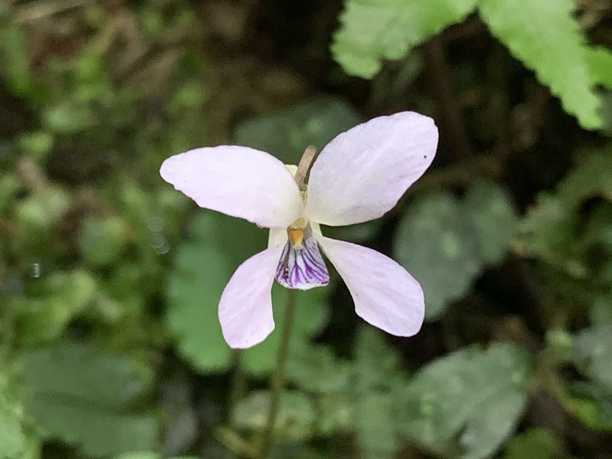 صورة Viola mucronulifera Hand.-Mazz.