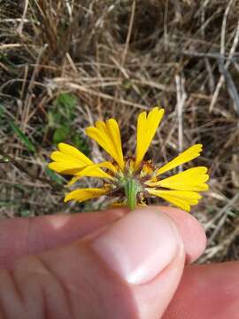 Image of Short-Leaf Sneezeweed