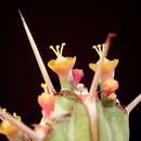 Image of Euphorbia actinoclada S. Carter