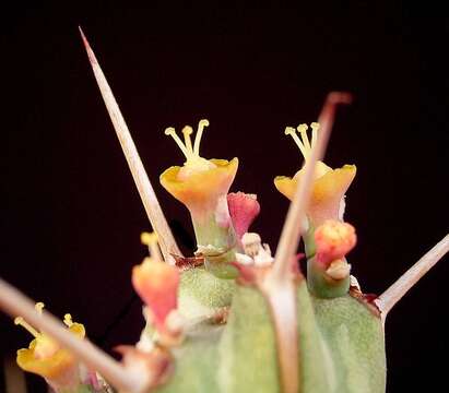 Слика од Euphorbia actinoclada S. Carter