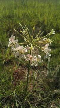 Image of Variable stork's-bill