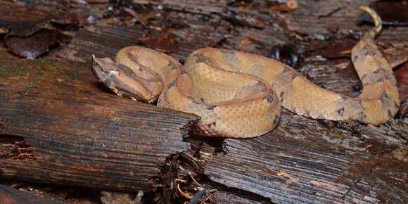 Image of Hognosed Pit Viper