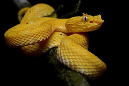 Image of Eyelash Viper