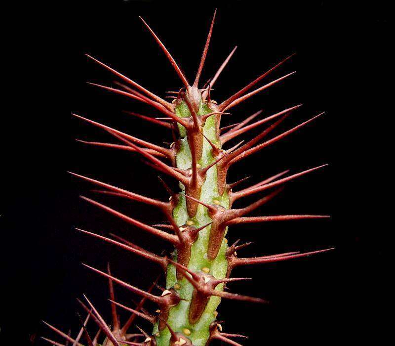 Imagem de Euphorbia aeruginosa Schweick.